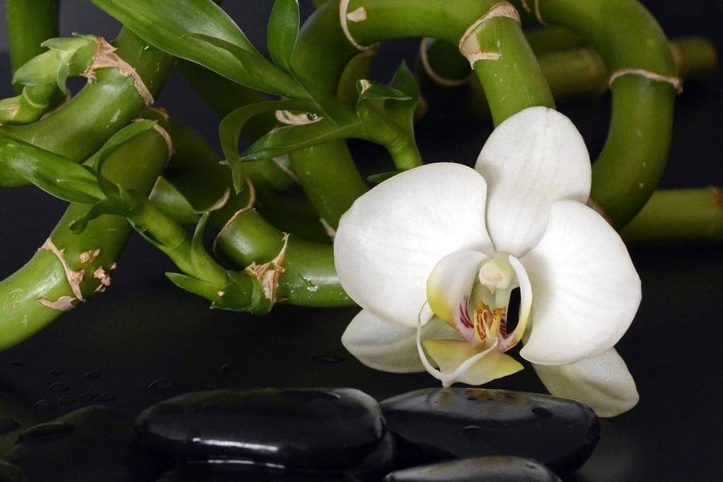 Hoa lan trắng, cây trúc và đá đen